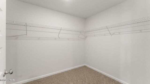 spacious closet featuring carpet floors