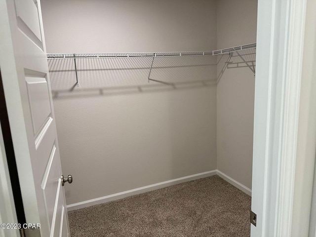 walk in closet featuring carpet floors