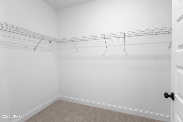 walk in closet featuring carpet floors