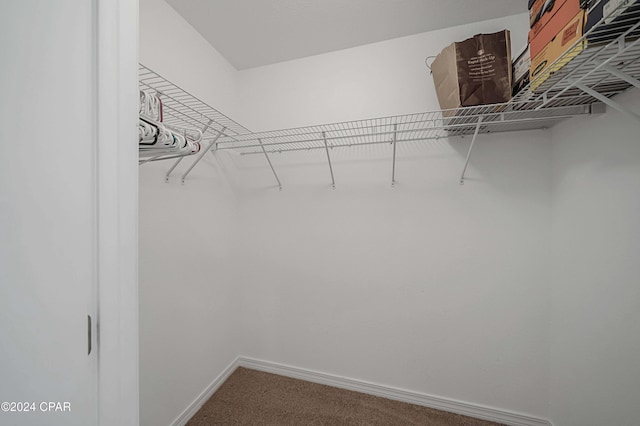 walk in closet with carpet flooring