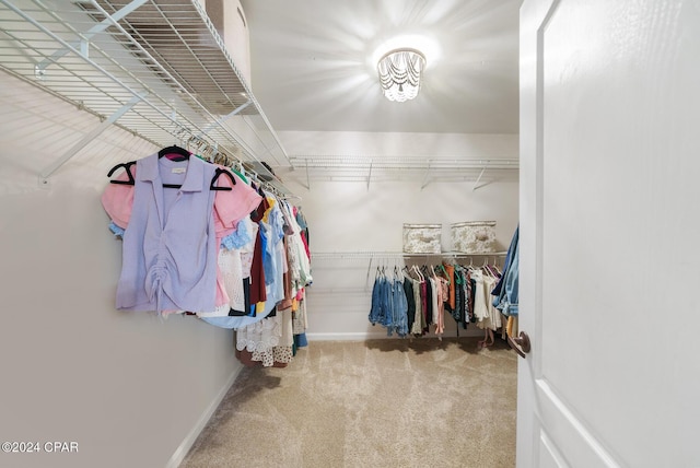 walk in closet featuring carpet floors