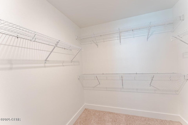 walk in closet featuring carpet flooring