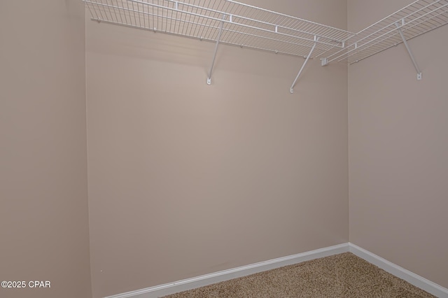 spacious closet featuring carpet floors