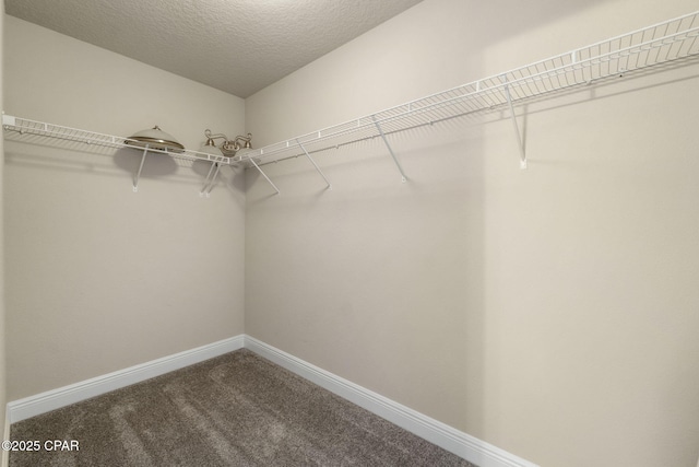 walk in closet featuring carpet floors