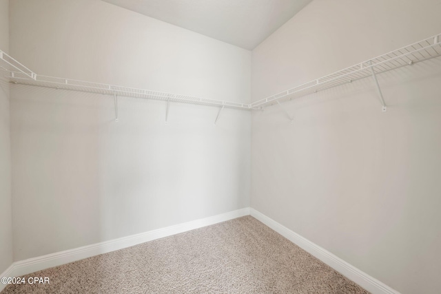 spacious closet featuring carpet floors