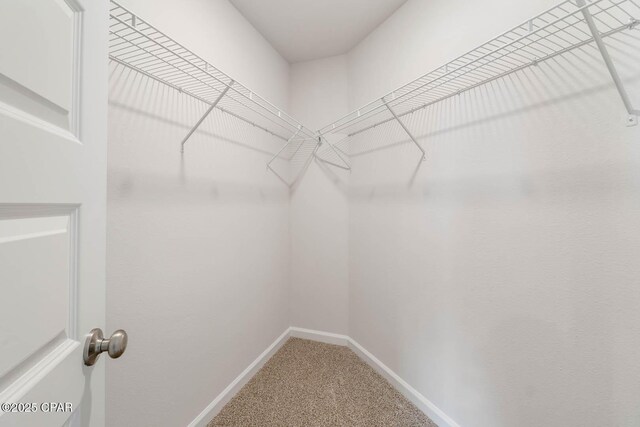 spacious closet with carpet