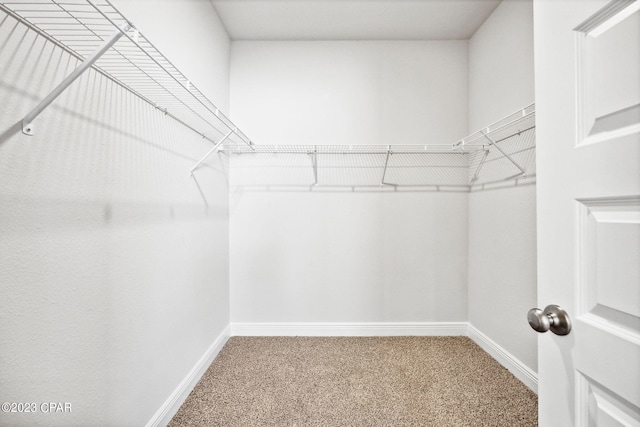 walk in closet with carpet floors