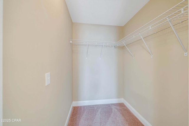 spacious closet featuring carpet