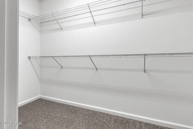 walk in closet featuring carpet floors