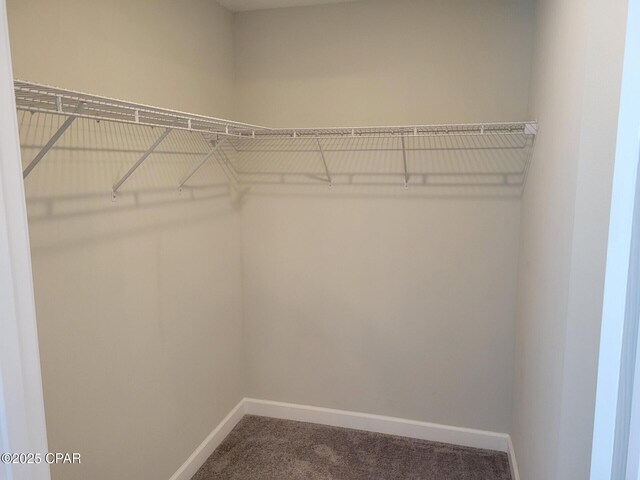 walk in closet featuring carpet