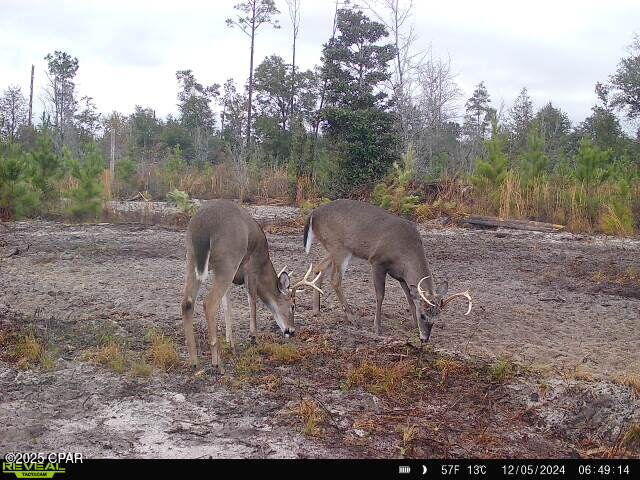 00 Sinai Rd, Sneads, FL 32460