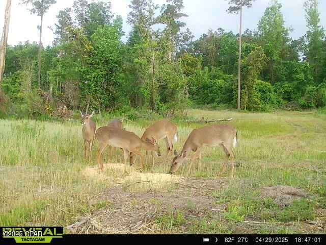 00 Sinai Rd, Sneads, FL 32460