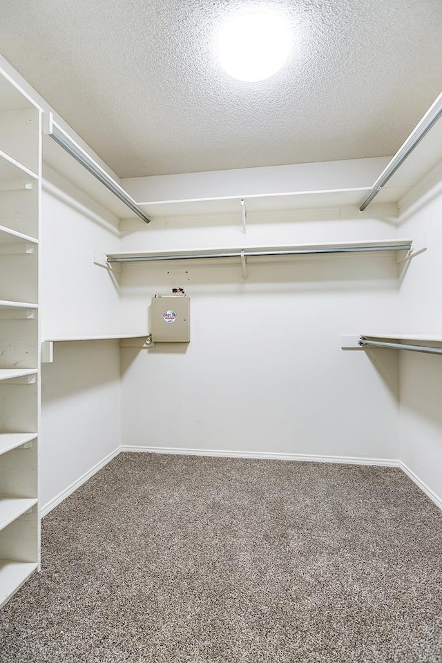 walk in closet with carpet floors