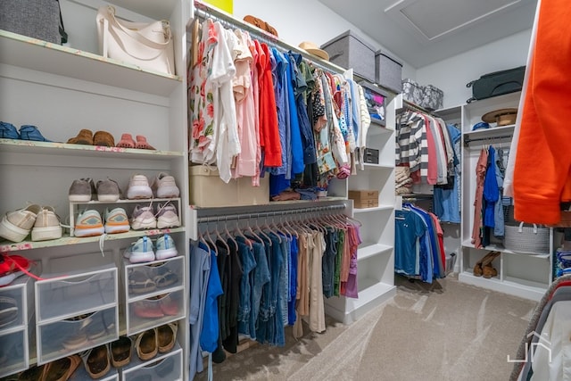 walk in closet with attic access and carpet