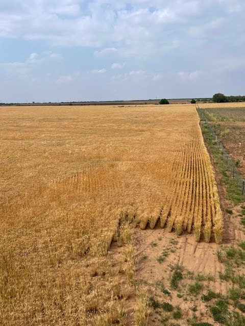 000 County Rd 289, Ballinger, TX 76821 - photo 4