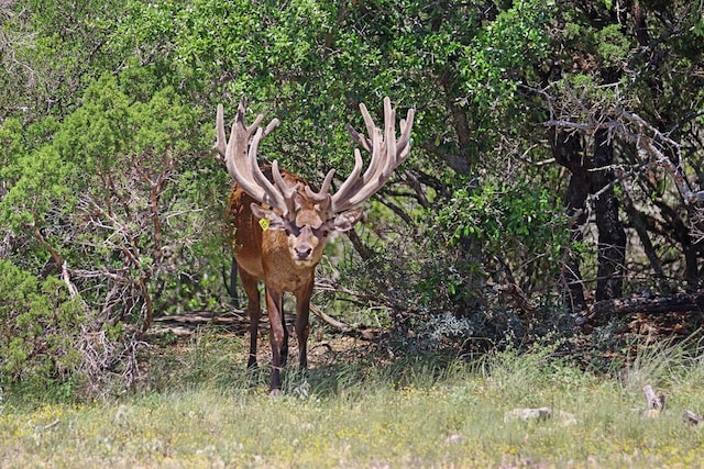 3572 Ranch Rd Unit 2083, Ozona TX, 76943 land for sale