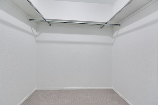 spacious closet featuring carpet flooring