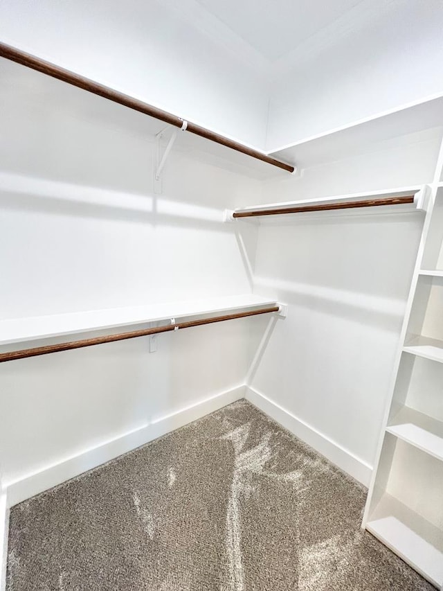 spacious closet featuring carpet