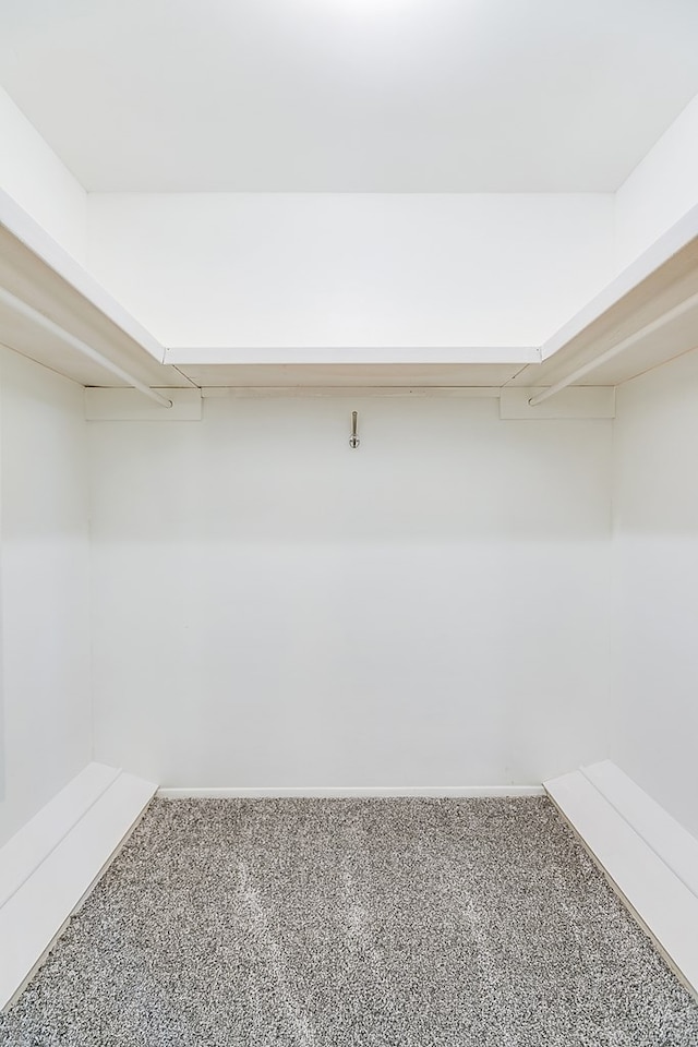 walk in closet with carpet floors