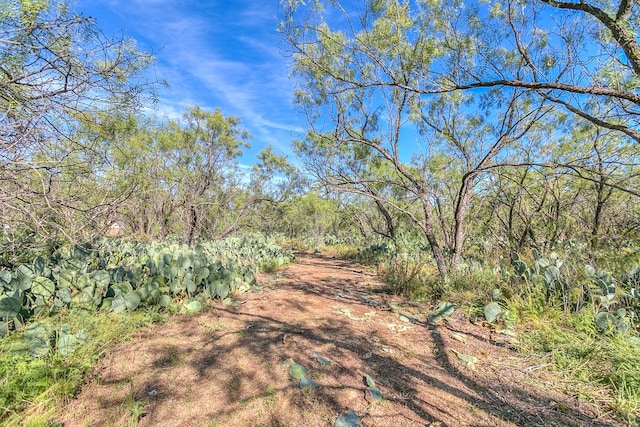 view of local wilderness