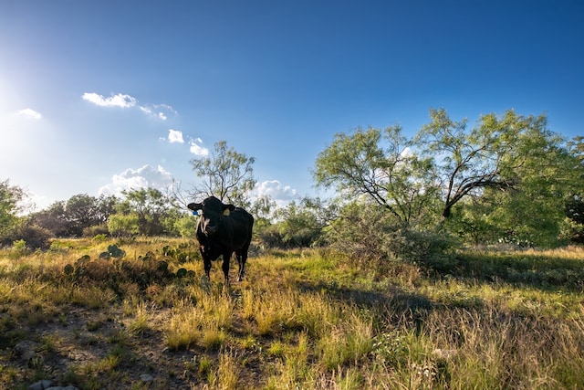 CR4131 Eden, Eden, TX 76837 - photo 11
