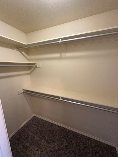 walk in closet with carpet flooring