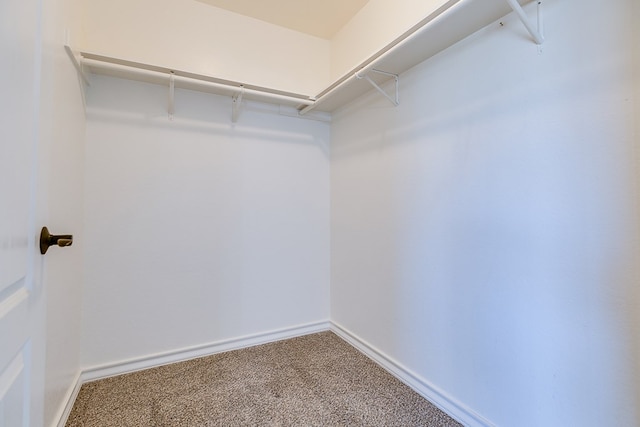 spacious closet featuring carpet