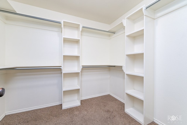 walk in closet with carpet flooring