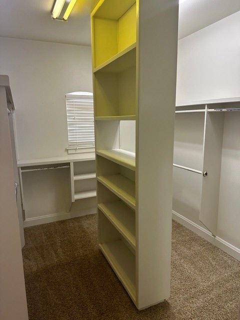 spacious closet featuring carpet