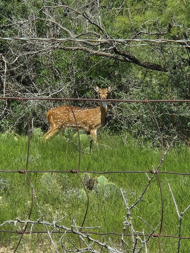 view of nature