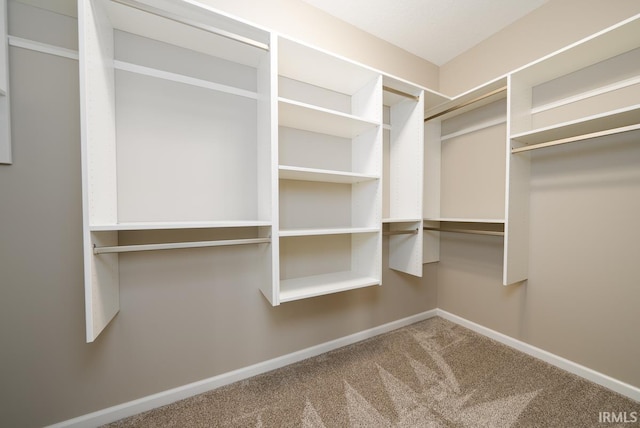 spacious closet featuring carpet