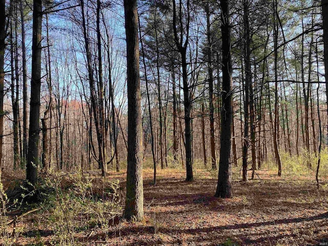view of local wilderness