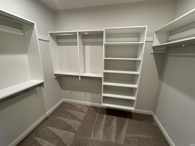 spacious closet featuring carpet flooring