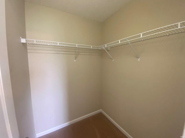 spacious closet featuring carpet flooring