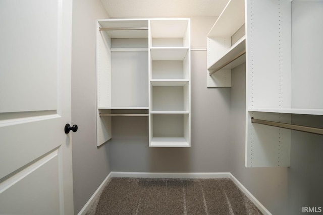 spacious closet featuring carpet floors