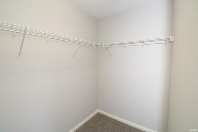 walk in closet with carpet floors