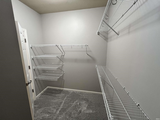 spacious closet featuring carpet