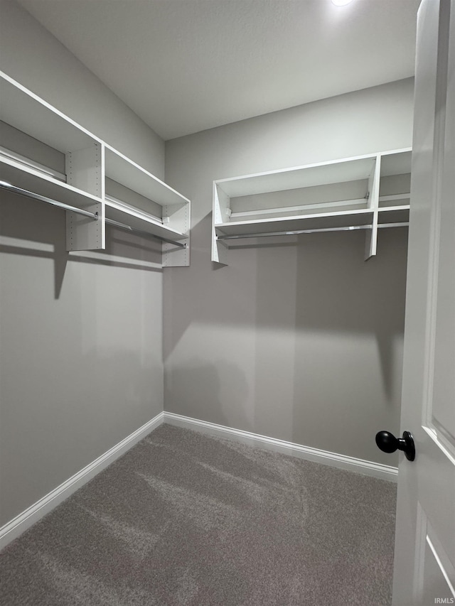 walk in closet featuring carpet floors