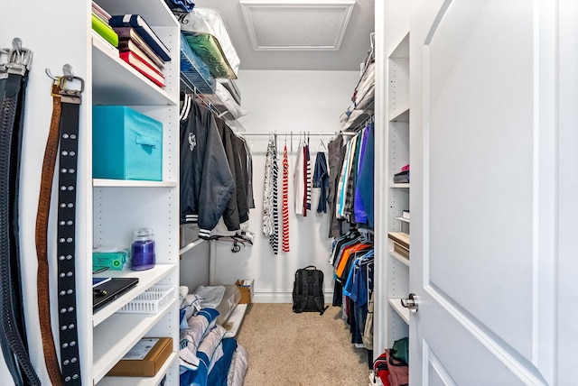 spacious closet featuring carpet floors