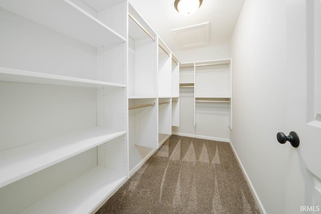 walk in closet with carpet flooring