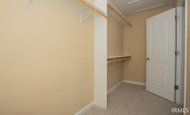 spacious closet featuring carpet floors