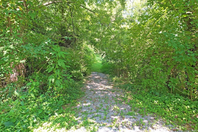 view of local wilderness