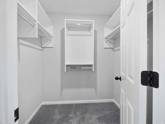 walk in closet featuring carpet floors