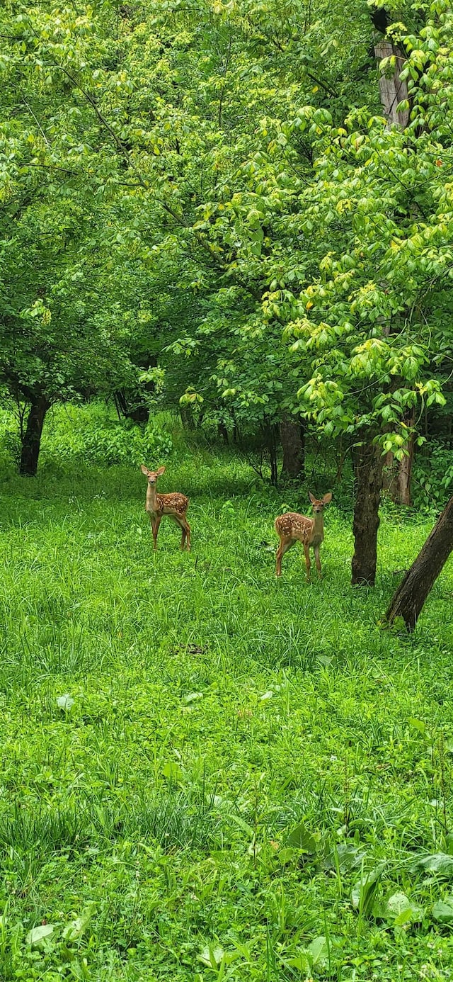 view of nature