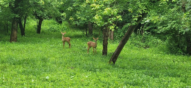 view of local wilderness