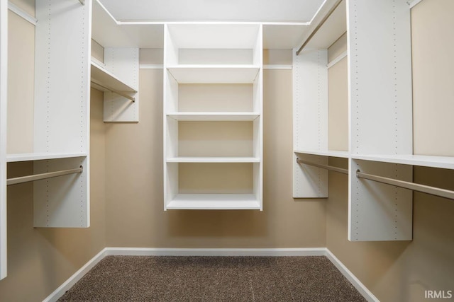 spacious closet featuring carpet flooring