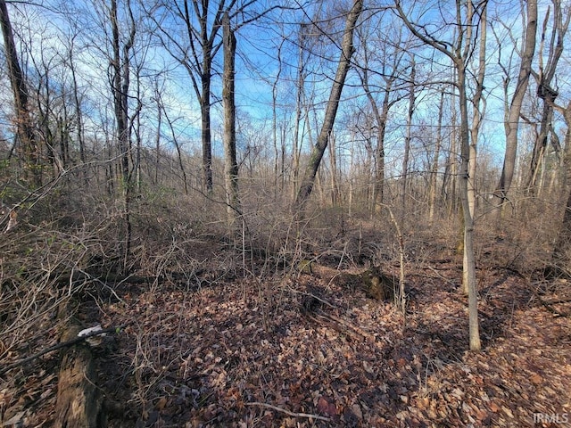 view of local wilderness