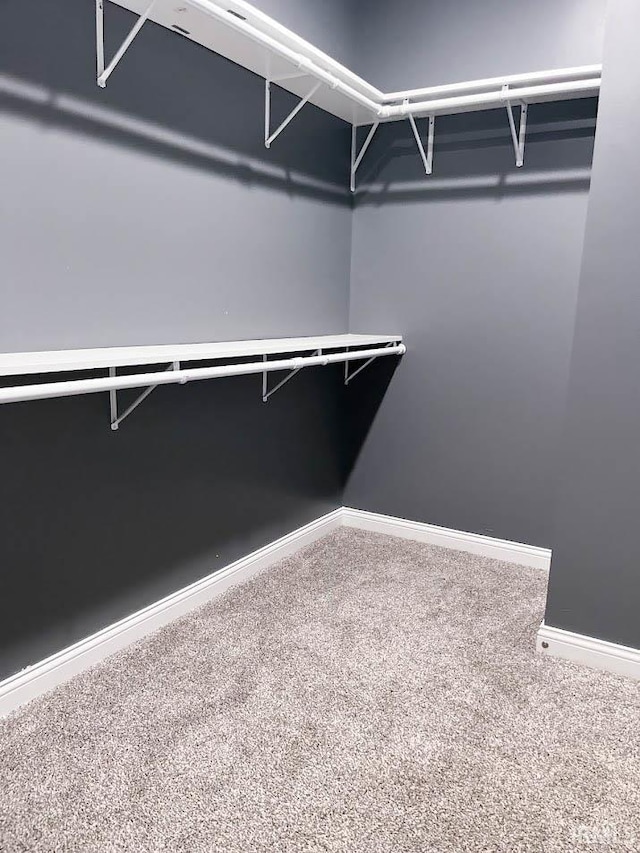 walk in closet featuring carpet flooring