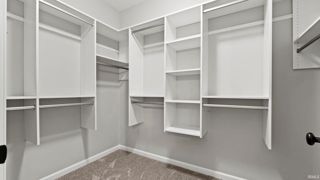 spacious closet featuring carpet flooring