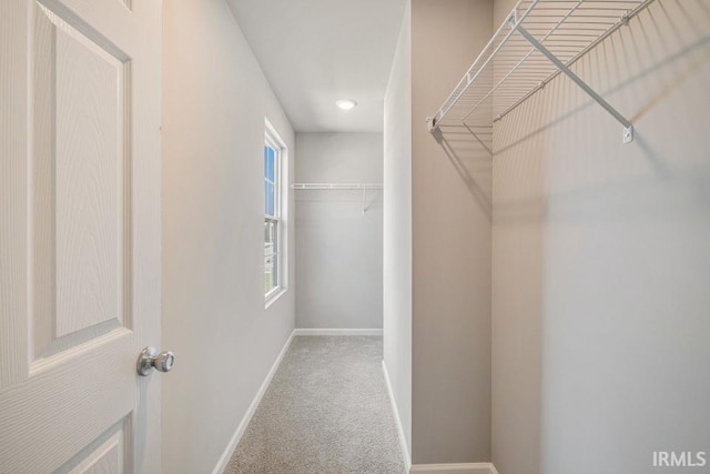 walk in closet featuring carpet